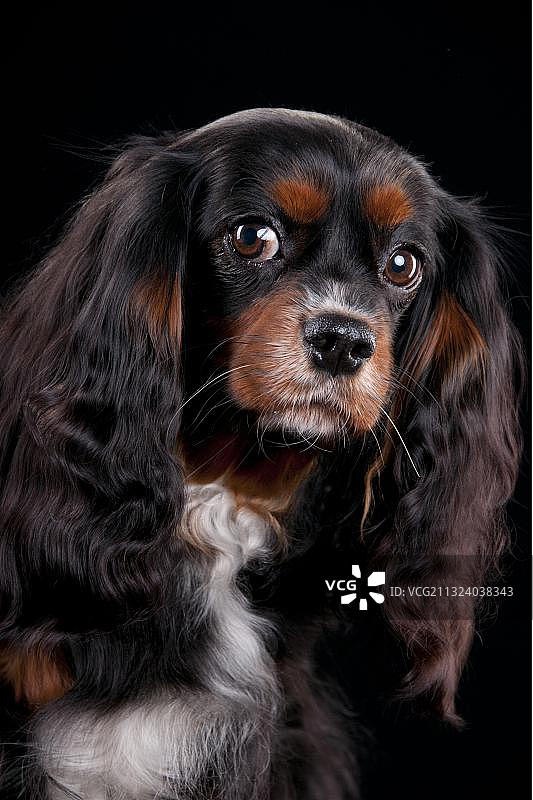 黑棕色的查理士王小猎犬图片素材