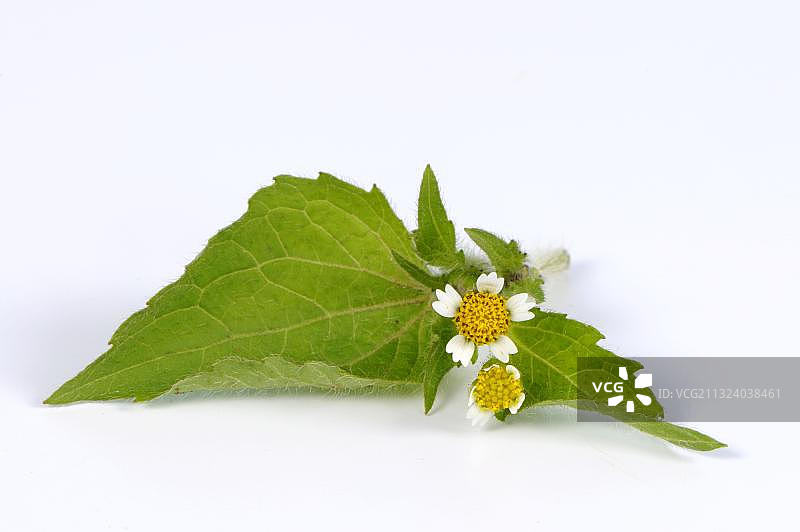 小花旋覆花图片素材