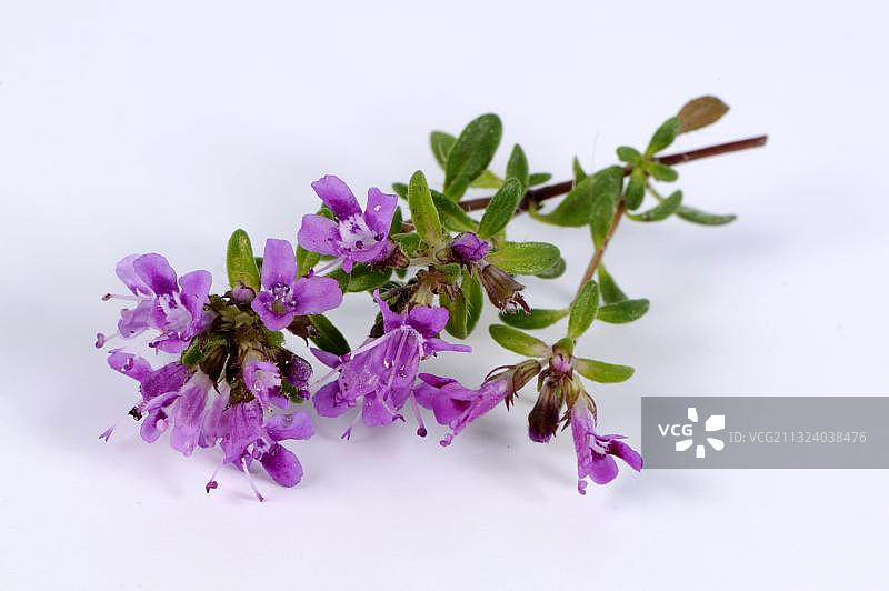 红百里香(百里香)图片素材