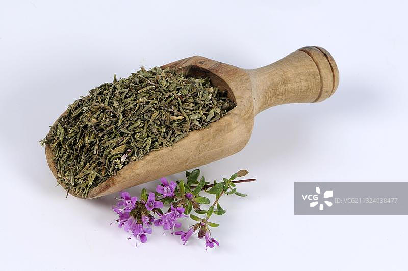 红百里香(百里香)图片素材