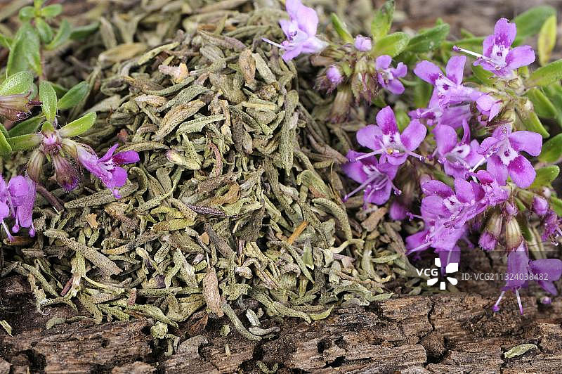 红百里香(百里香)图片素材