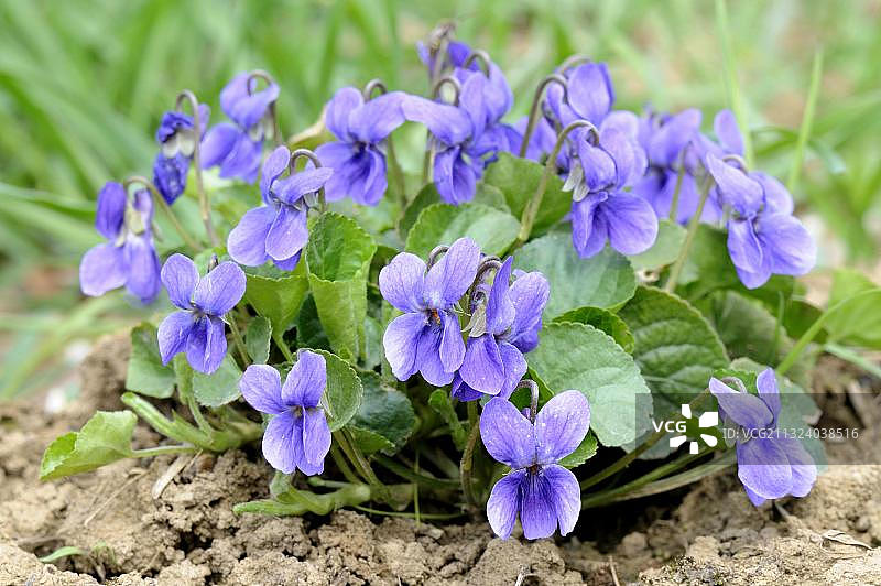 香堇菜图片素材