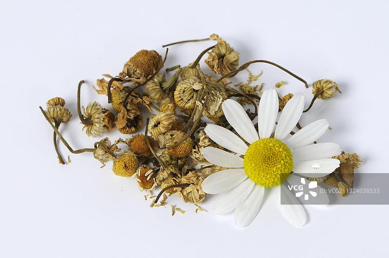 德国洋甘菊干花图片素材
