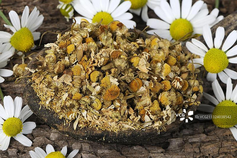 德国洋甘菊（母菊），干燥图片素材