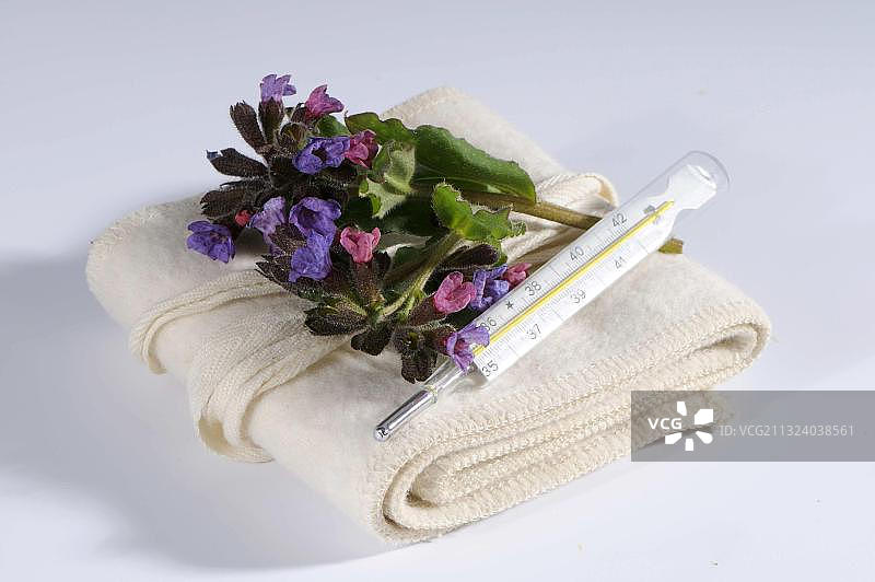 普通肺草、临床温度计、水银温度计图片素材