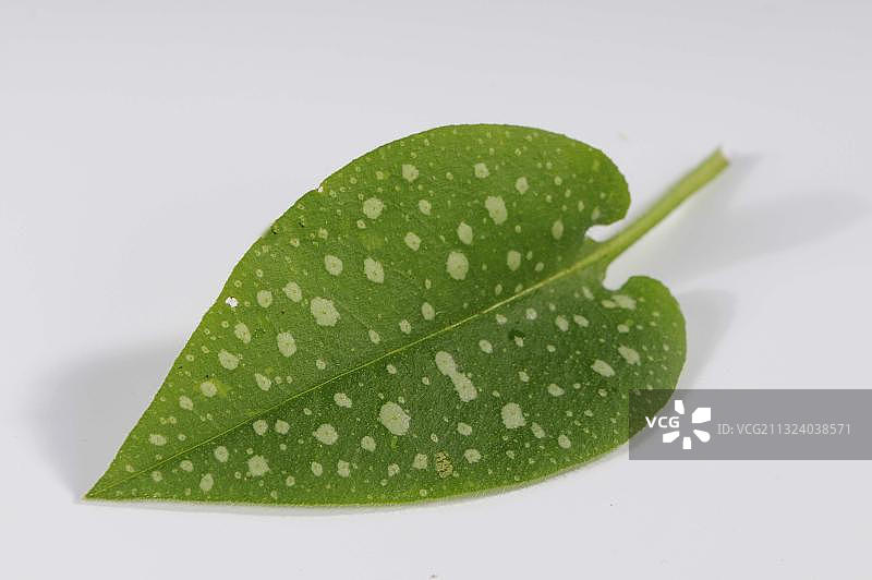 肺草叶图片素材