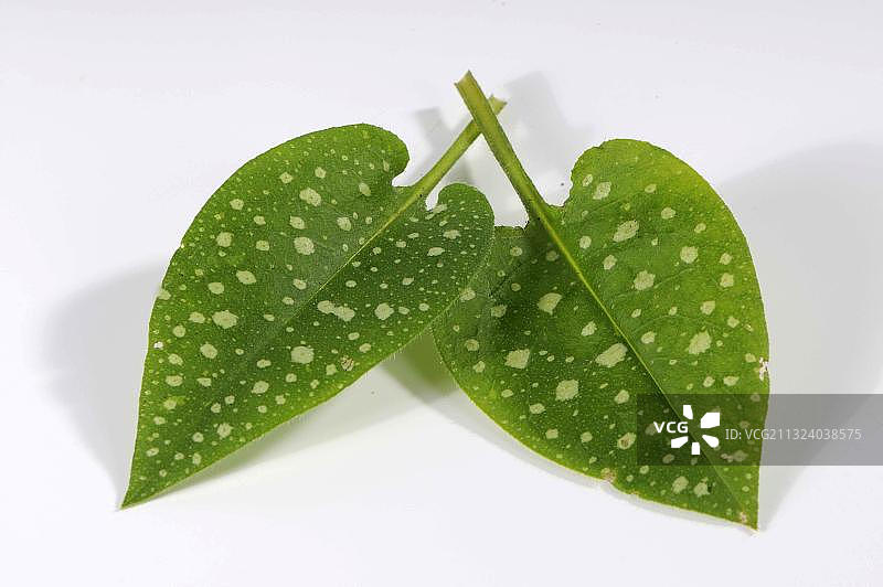 普通肺草的叶子图片素材