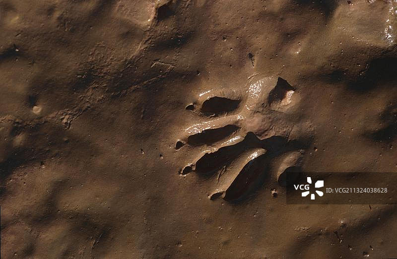 浣熊足迹（泥地）图片素材