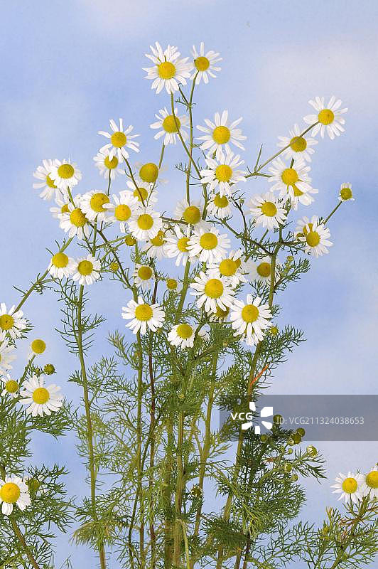 香 Matricaria chamomilla图片素材