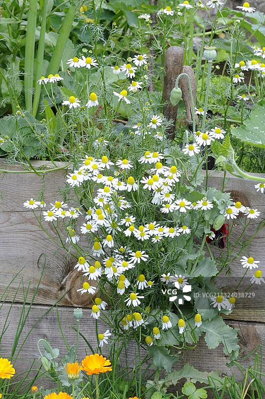 香 Matricaria chamomilla图片素材