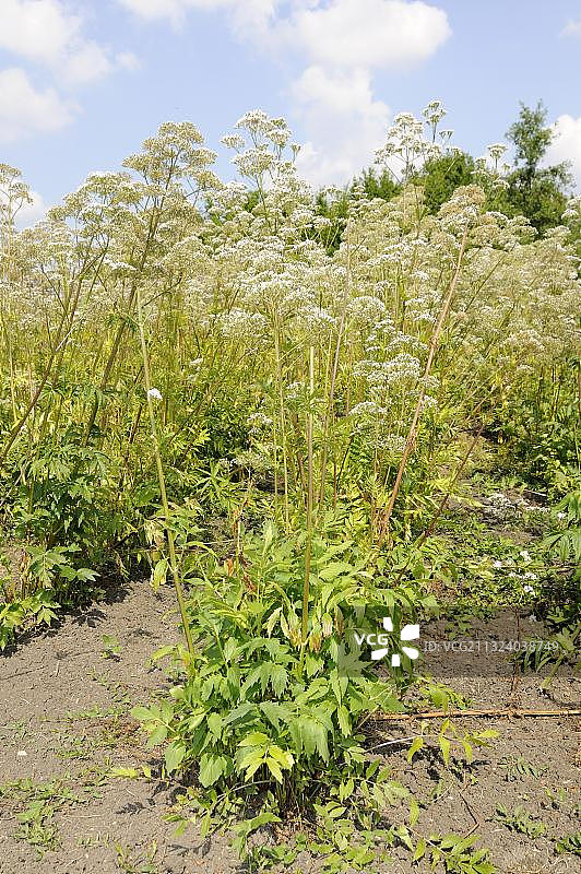 药用缬草图片素材