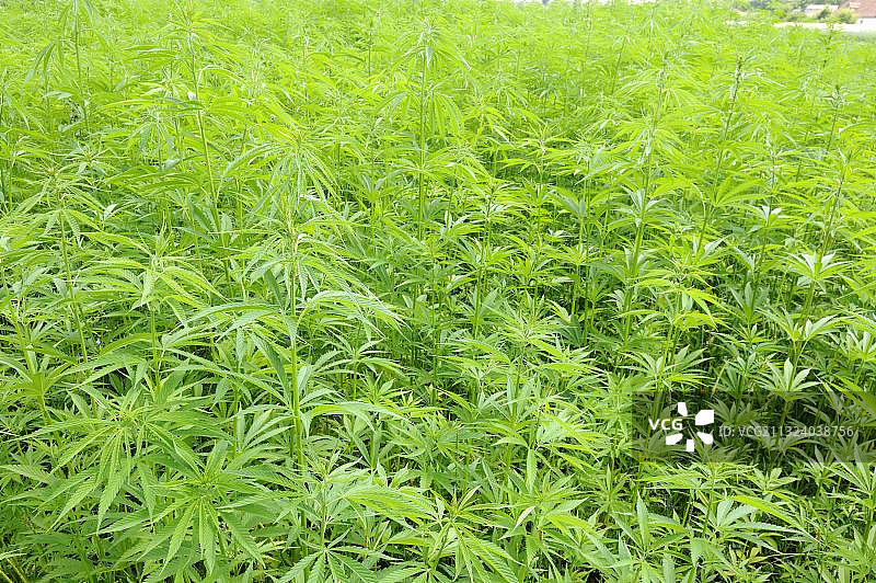 印度大麻图片素材