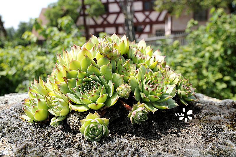 屋顶长生草图片素材