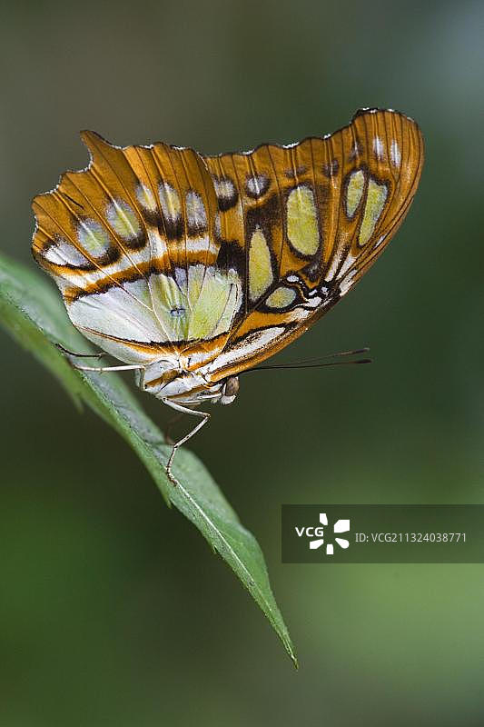 翠凤蝶，侧面，墨西哥，中美洲图片素材