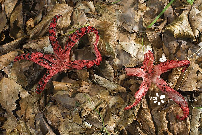 阿切氏笼头菌图片素材