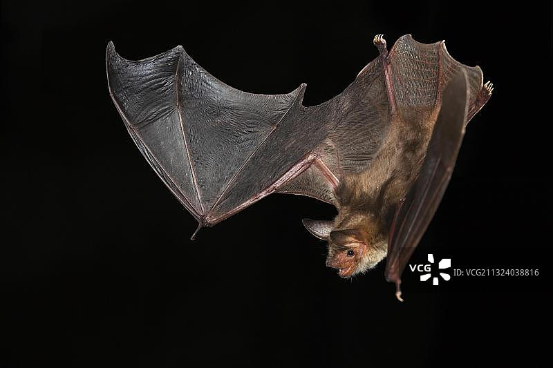 德国的大鼠耳蝠图片素材