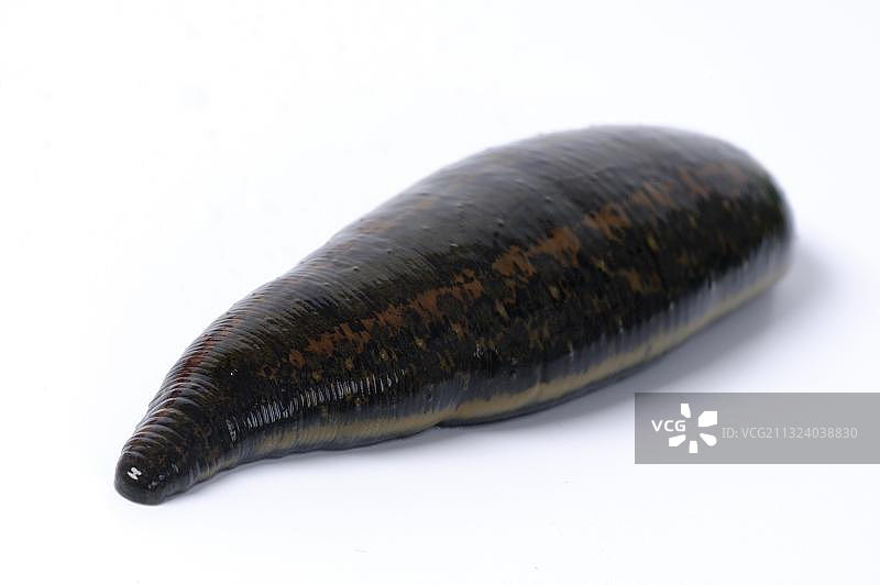 医用蛭（药蛭），环节动物，环节蠕虫图片素材