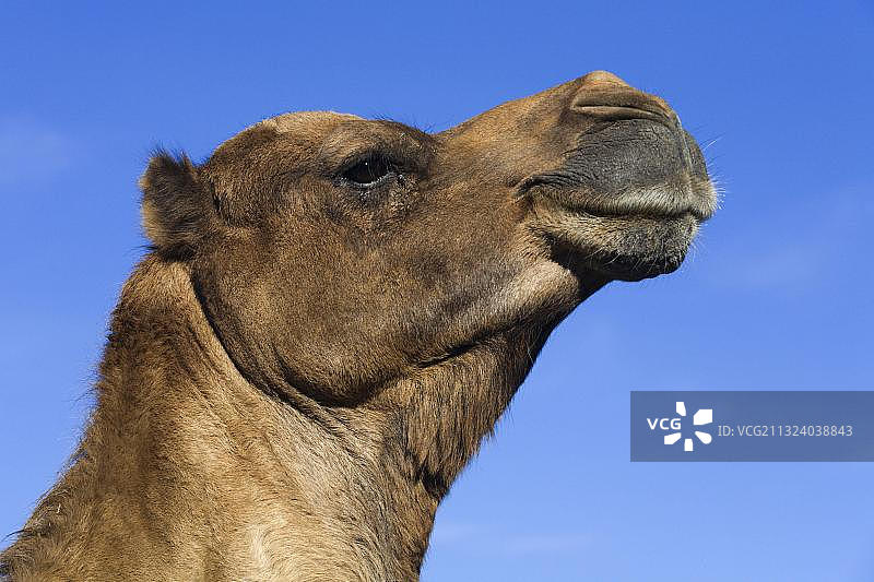 单峰骆驼侧面图图片素材