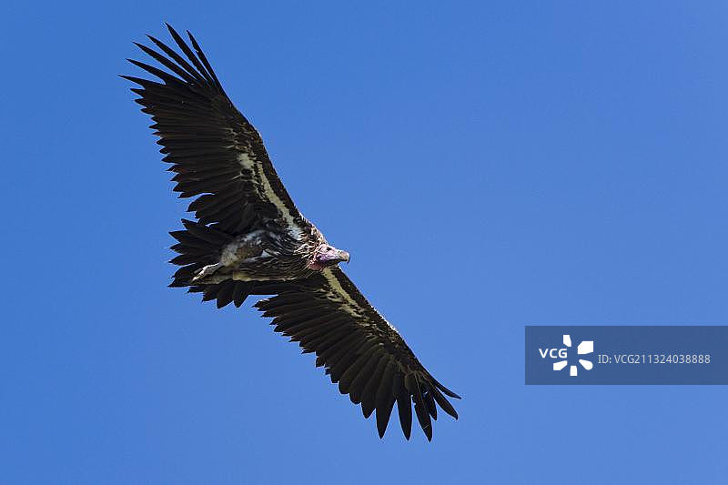 非洲肯尼亚马赛马拉野生动物保护区的努比亚秃鹫图片素材