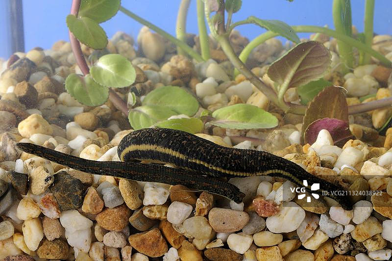 医用蛭（药蛭），环节动物，环节蠕虫图片素材