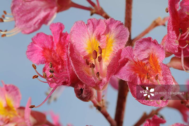 红色七叶树图片素材