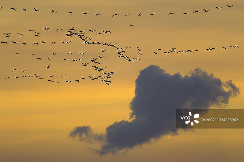 德国梅克伦堡-前波莫瑞州的普通鹤图片素材