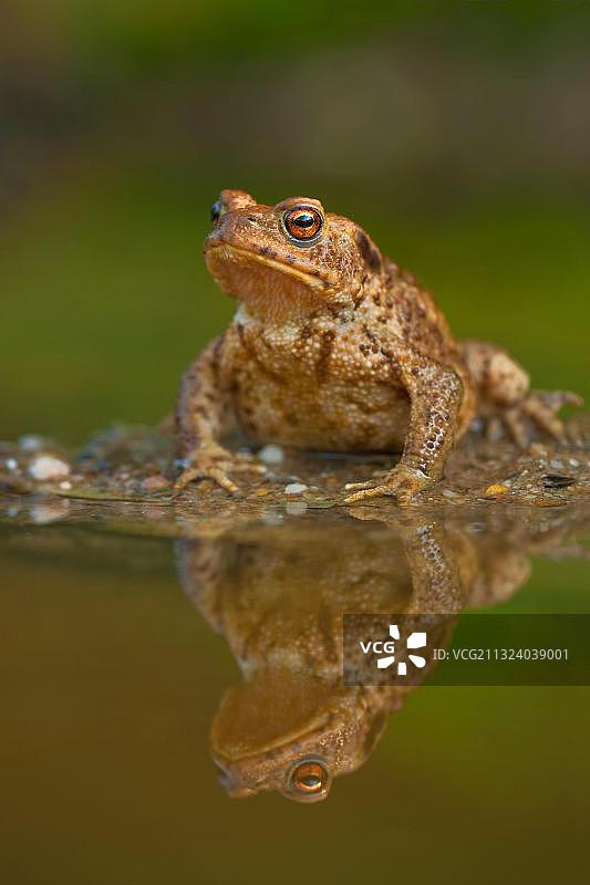 德国莱茵兰-普法尔茨的普通蟾蜍图片素材