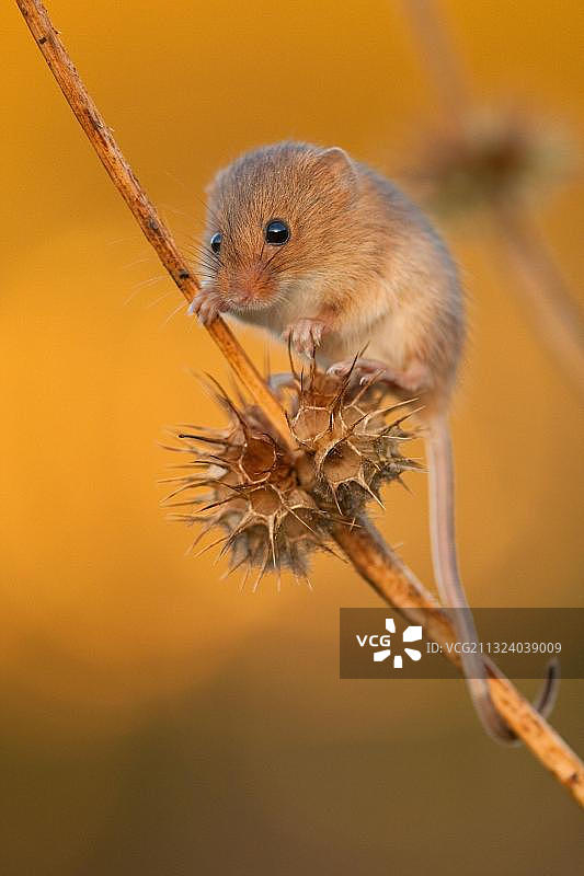 德国莱茵兰-普法尔茨的欧亚小家鼠（Micromys minutus）图片素材