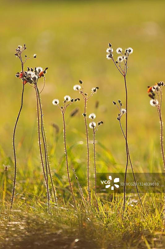 欧洲德国的橙黄千里光图片素材