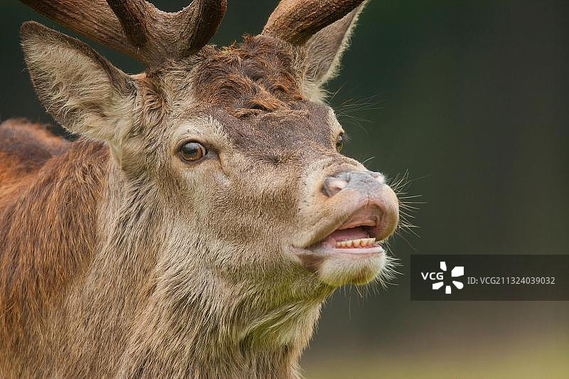 欧洲德国北莱茵-威斯特法伦州的雄性赤鹿图片素材