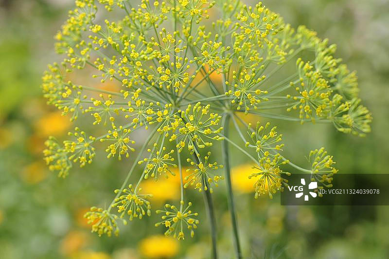 莳萝（Anethum graveolens）图片素材