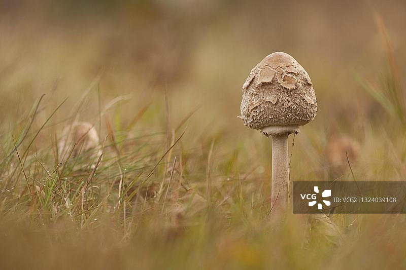 德国莱茵兰-普法尔茨的大环柄菇图片素材