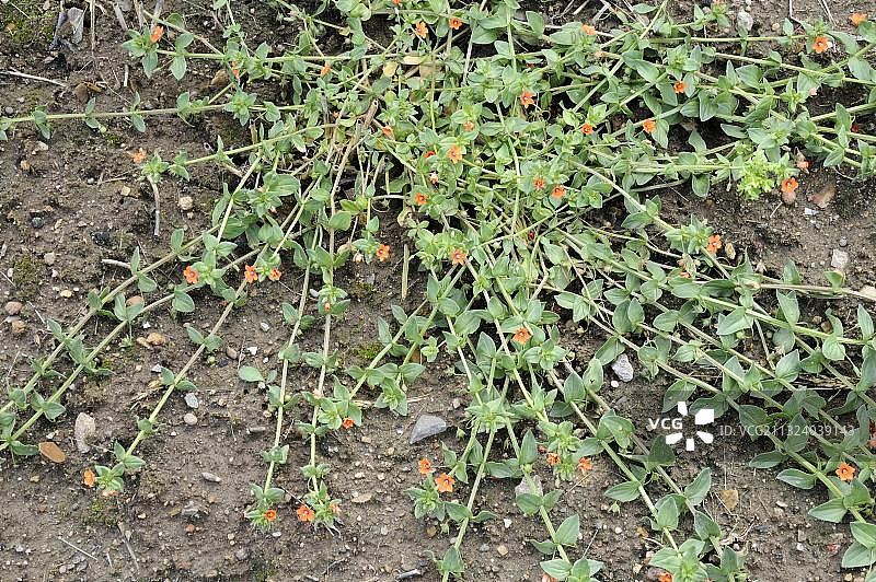 田野风铃草图片素材