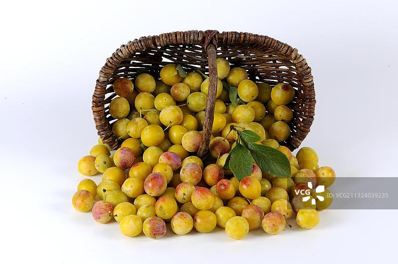 黑刺李（李属植物），篮子图片素材