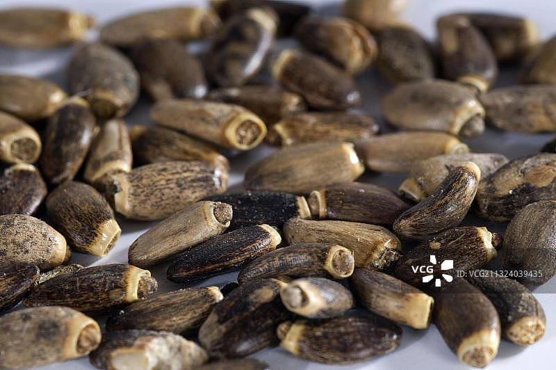 水飞蓟图片素材