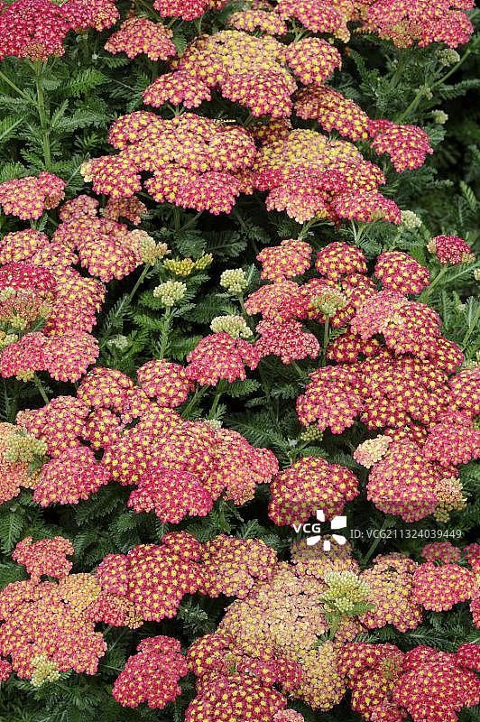 蓍草夏季水果胭脂红图片素材