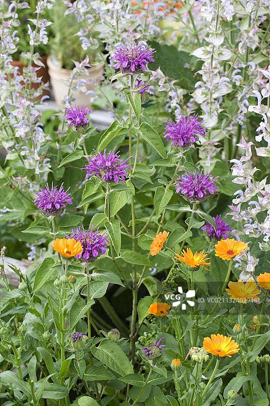 蜜蜂花（Monarda hybrid）图片素材