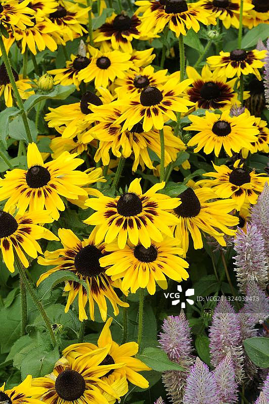 黑眼苏珊丹佛雏菊图片素材