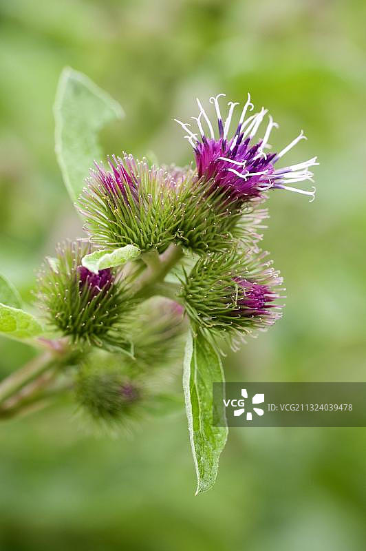 大牛蒡图片素材