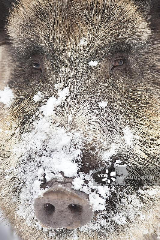 野猪，德国黑森州，欧洲图片素材