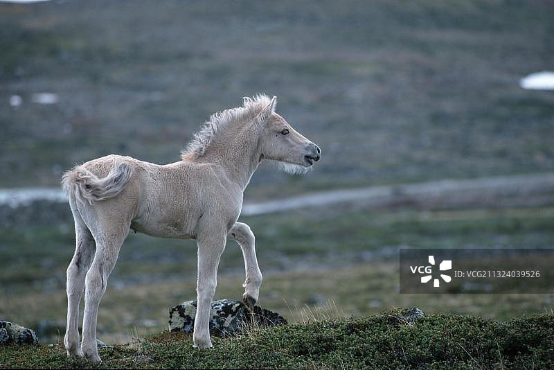 挪威峡湾马驹：尤通黑门国家公园图片素材