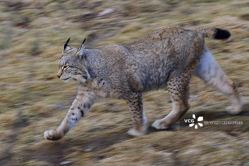 欧亚猞猁图片素材