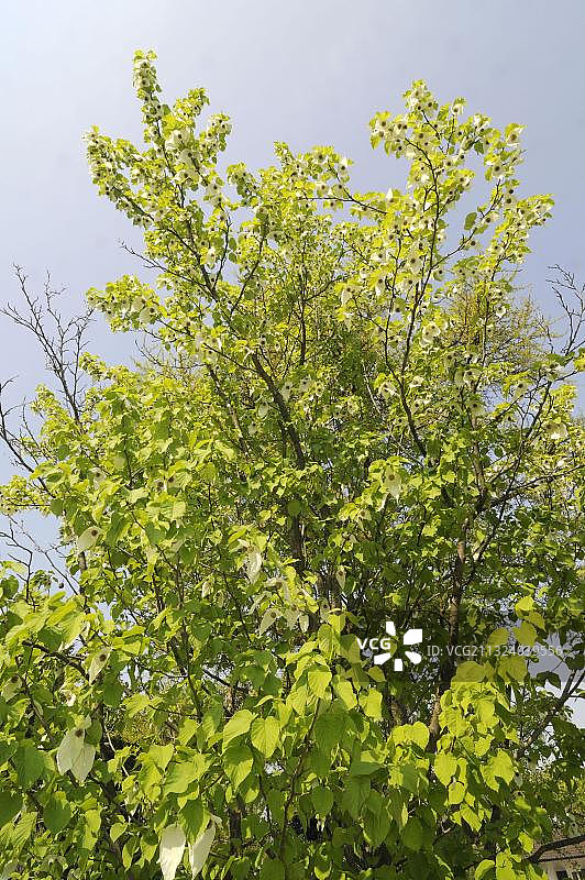 珙桐树图片素材