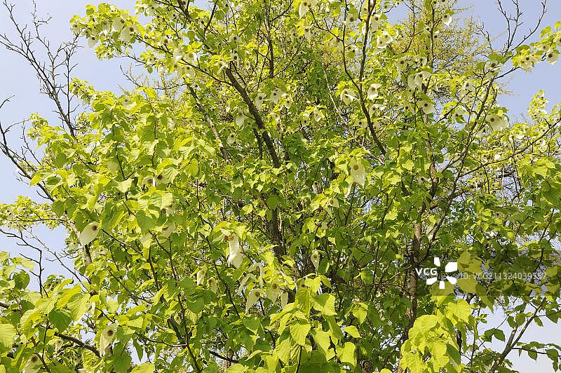 珙桐树图片素材