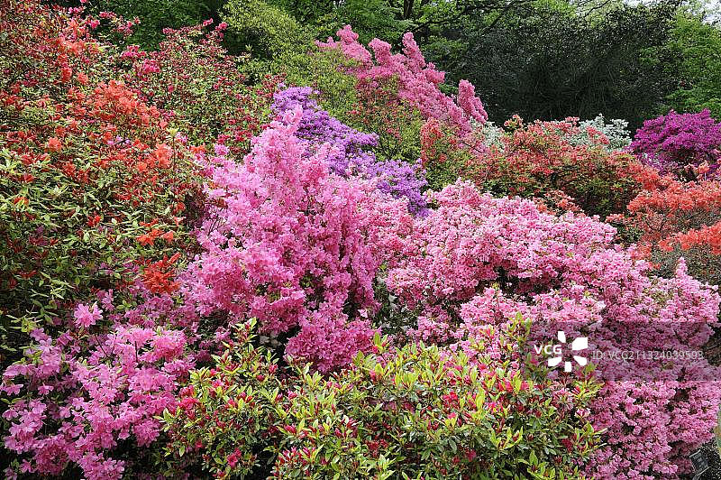 杜鹃花(久留米杜鹃麒麟)图片素材