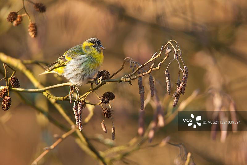 欧亚金翅雀：栖息于桤木，德国莱茵兰-普法尔茨州图片素材