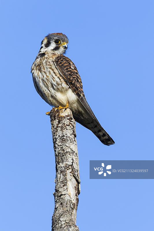 美洲红隼（Falco sparverius），美国佛罗里达州图片素材