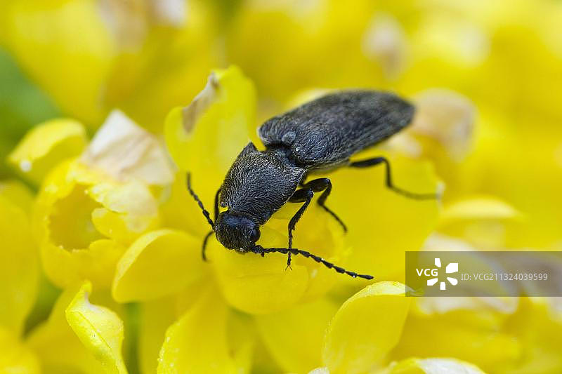 黑糙毛叩甲图片素材