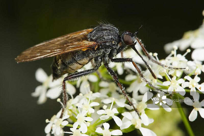 德国石蝇图片素材