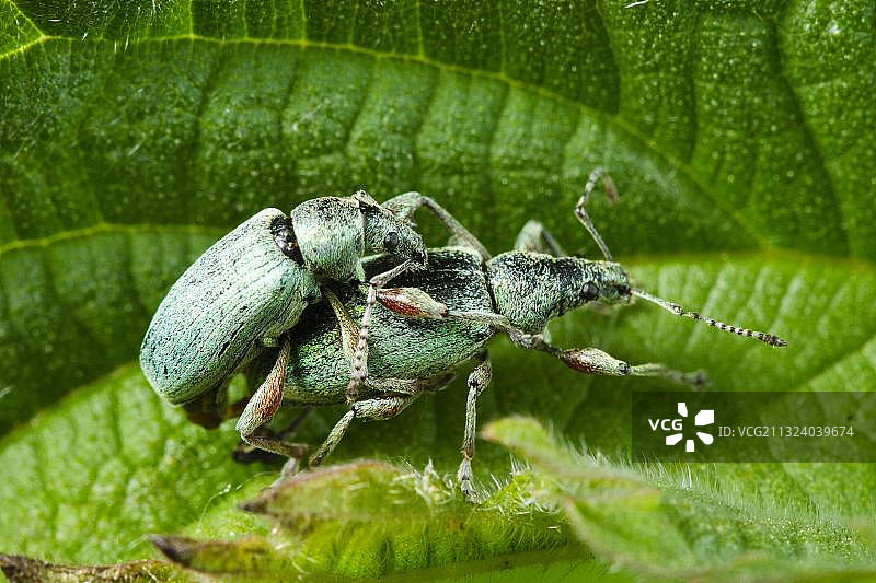 荨麻绿象鼻虫交配，德国，欧洲图片素材